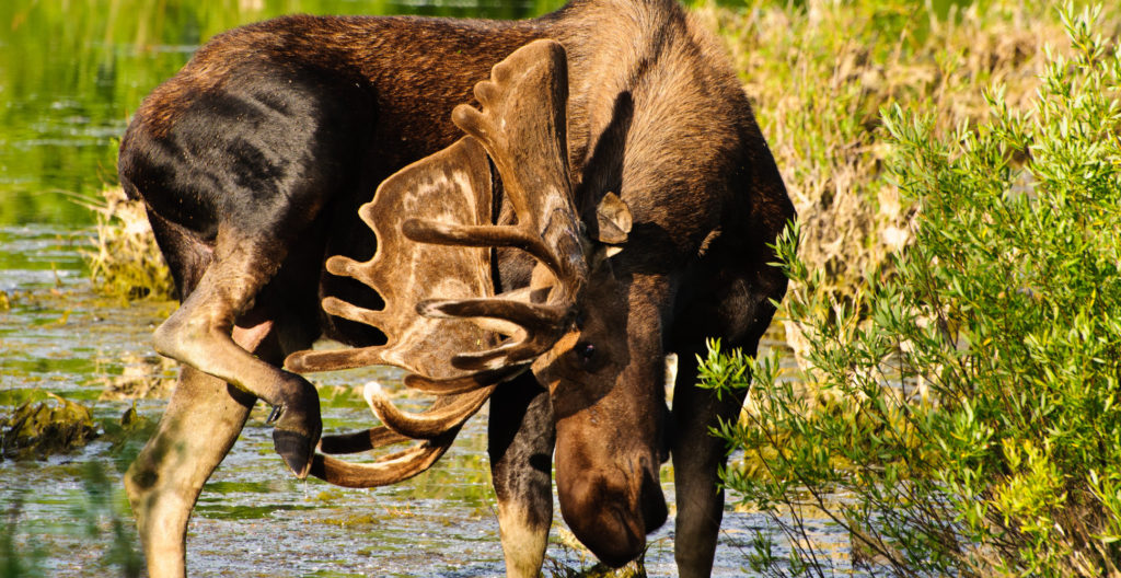  YELLOWSTONE AND GRAND TETON NATIONAL - Habibi World Travel & Tour America