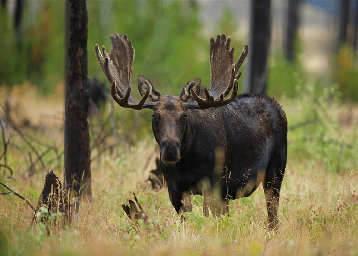 Yellowstone National Park