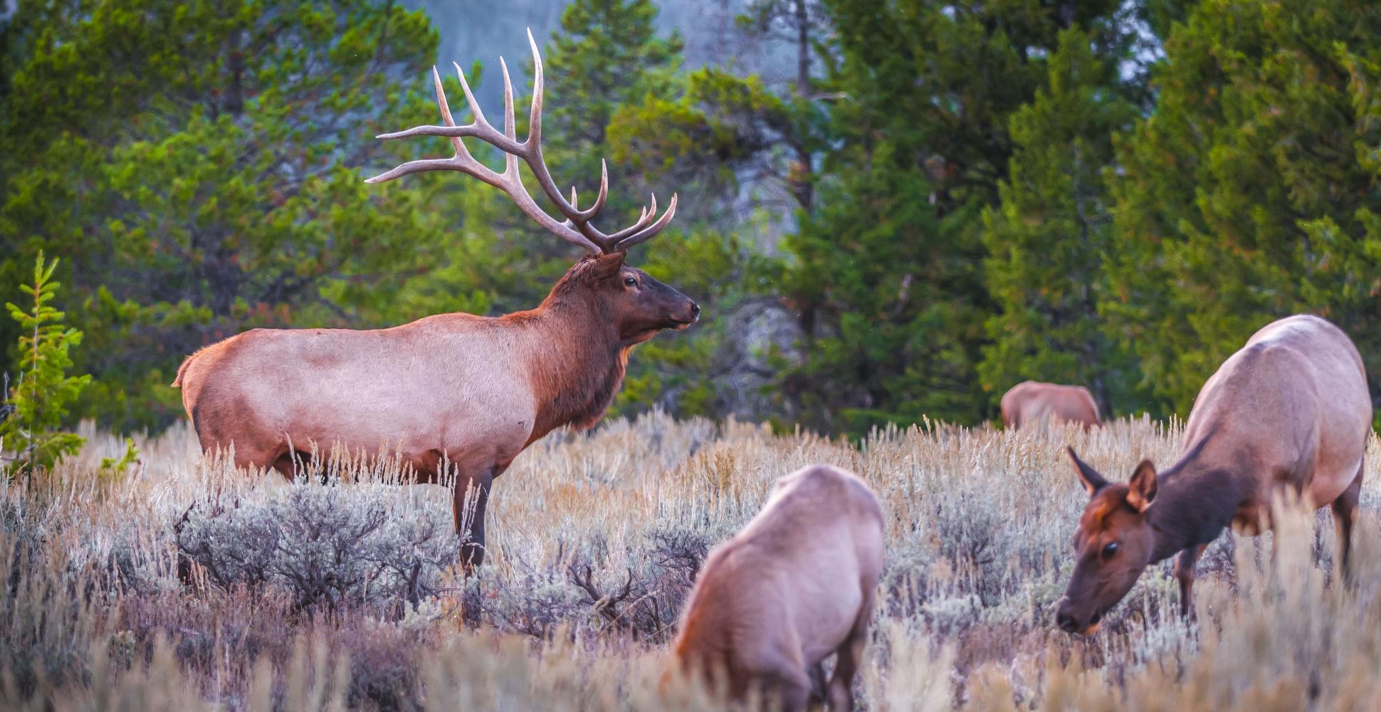  YELLOWSTONE AND GRAND TETON NATIONAL - Habibi World Travel & Tour America