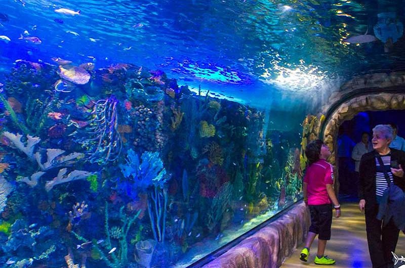 inbursa-aquarium-mexico -  Incredible journey - https://habibi-world-travel-agency.com/