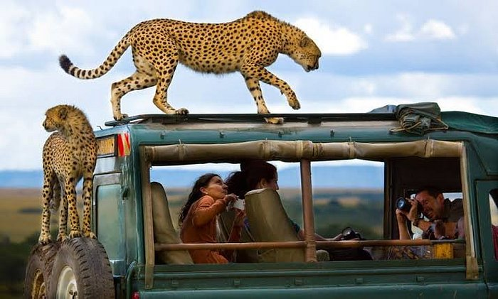 Three country safari