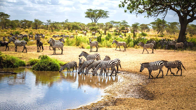 Nomad Luxus Safari and Pemba Island