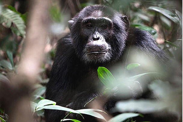 CHIMPANZEE HABITUATION TOUR