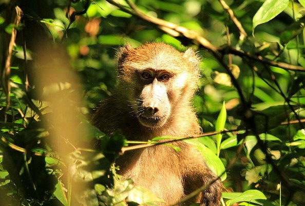 KIBALE NATIONAL PARK